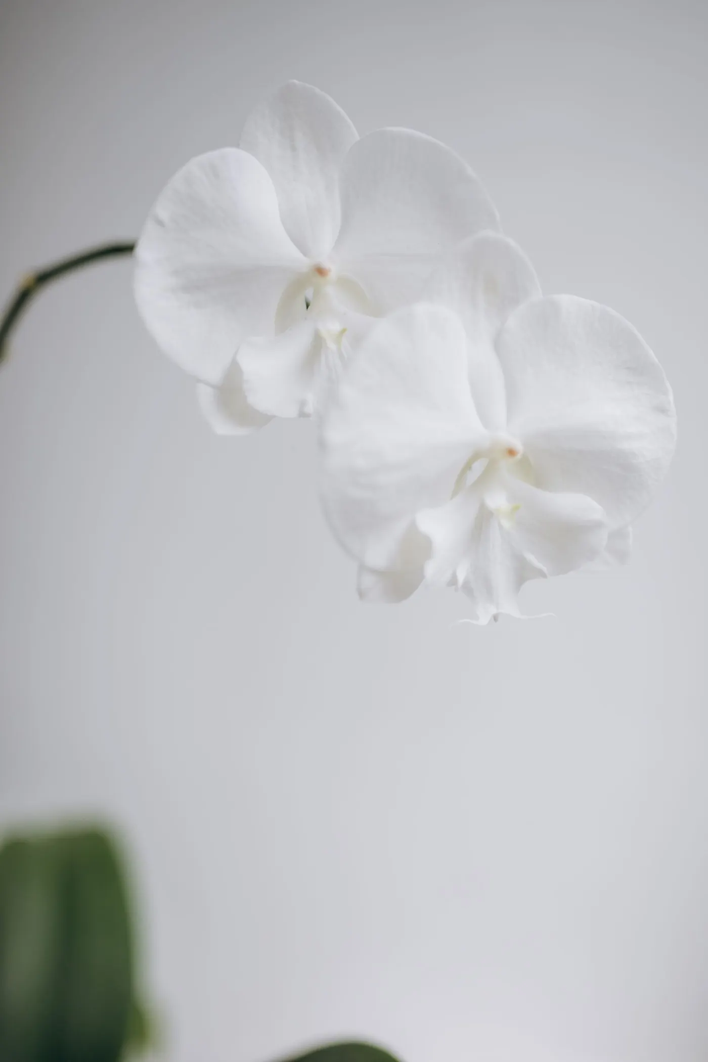 Orchidée blanche