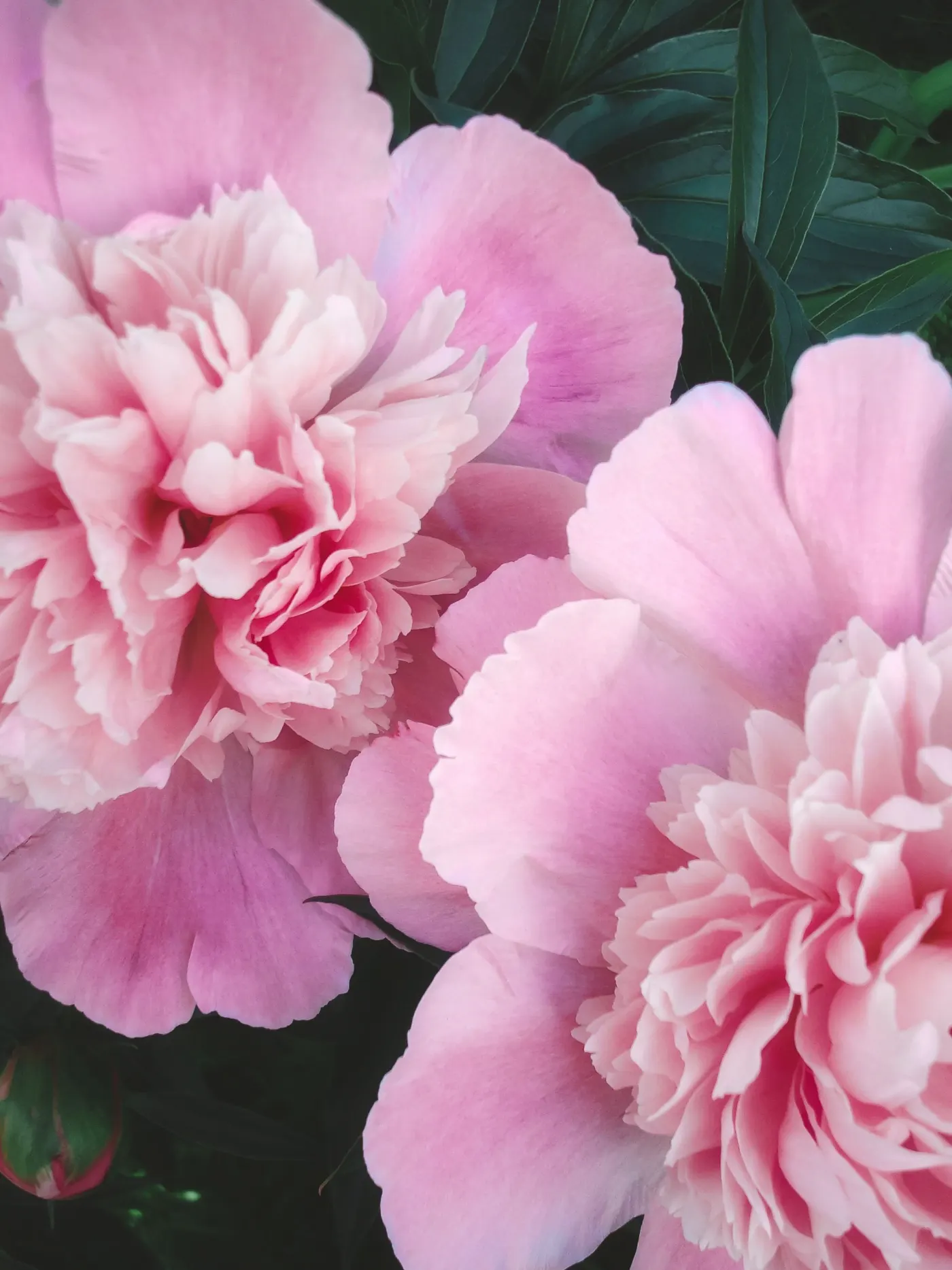Pivoines poudrées